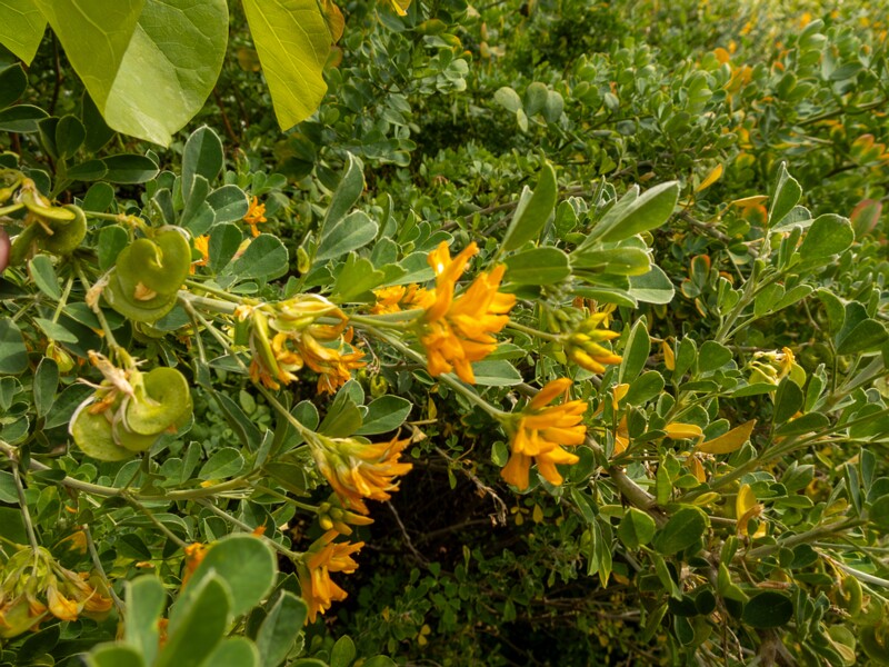 Medicago arborea  2025-05-11 1-4