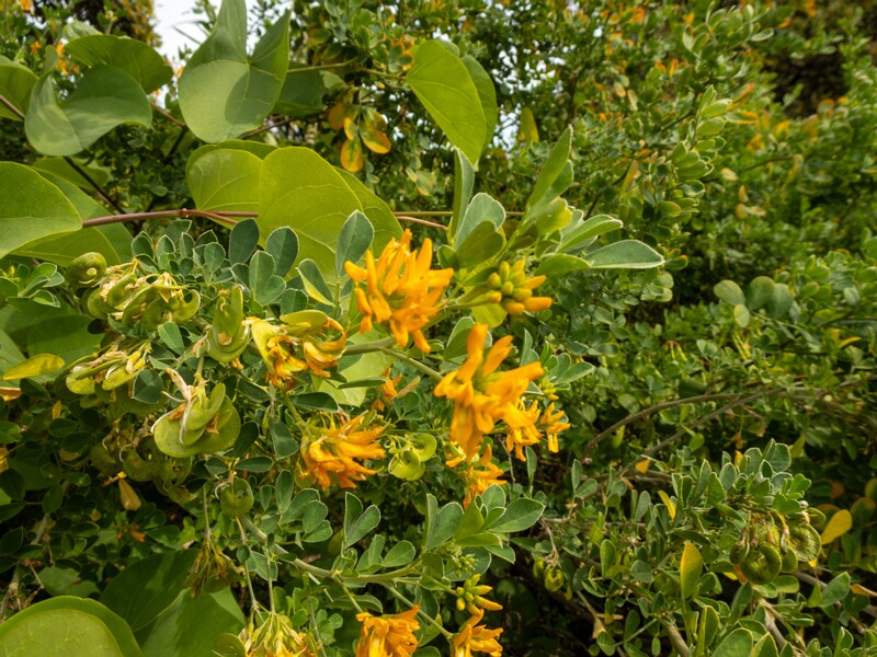 Medicago arborea  2025-05-11 1-5