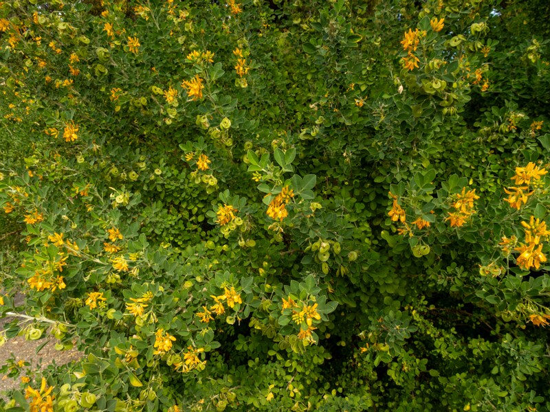 Medicago arborea  2025-05-11 1-6