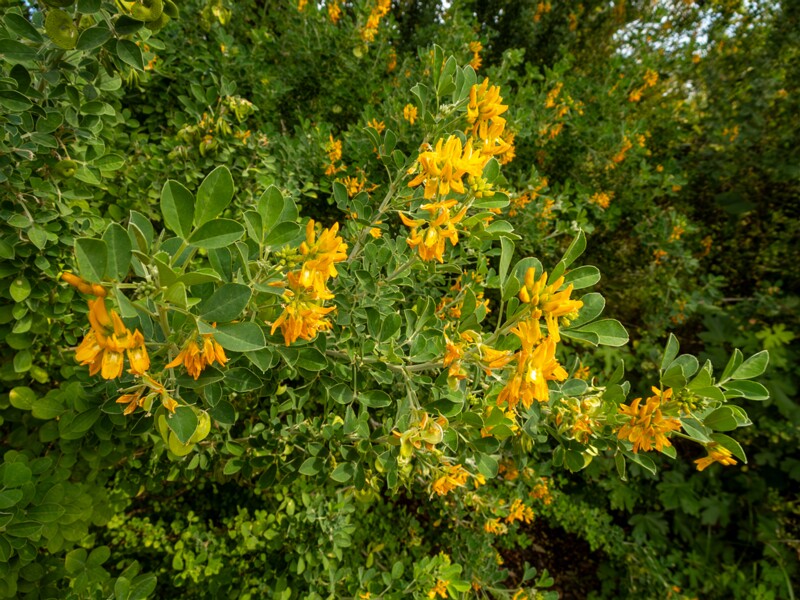 Medicago arborea  2025-05-11 1-7