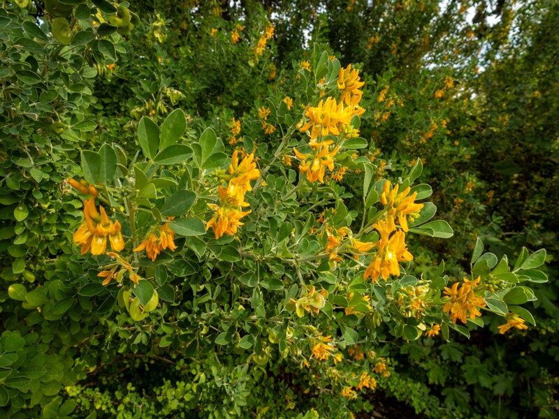 Medicago arborea  2025-05-11 1-8