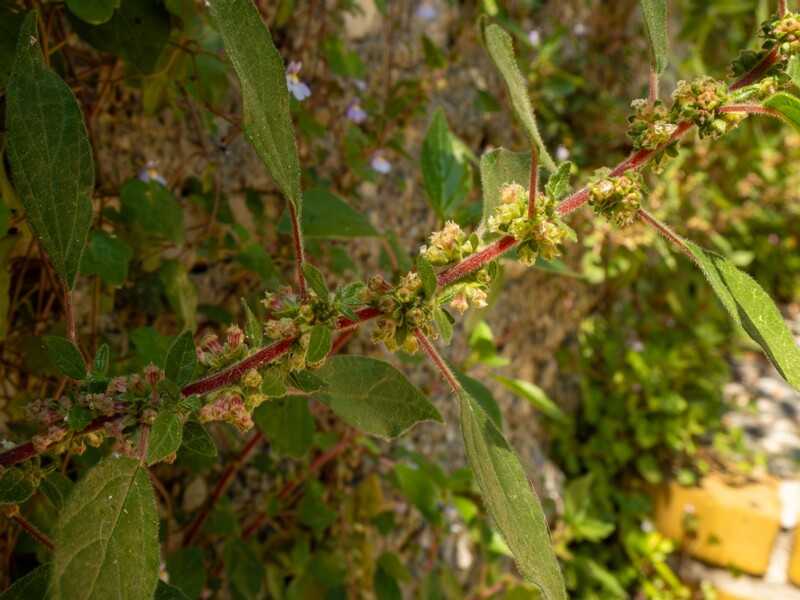 Parietaria judaica  2025-05-14 1-1