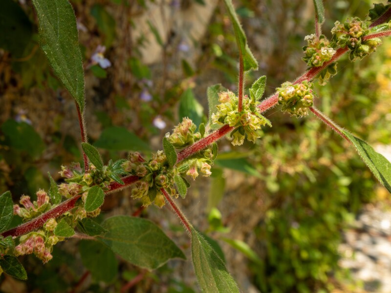 Parietaria judaica  2025-05-14 1-2