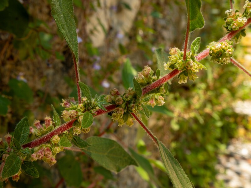 Parietaria judaica  2025-05-14 1-3
