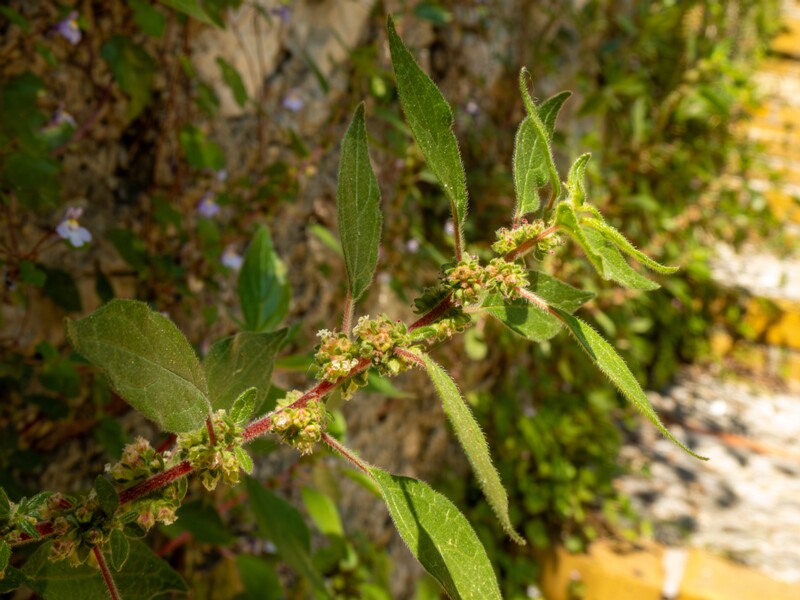 Parietaria judaica  2025-05-14 1-4