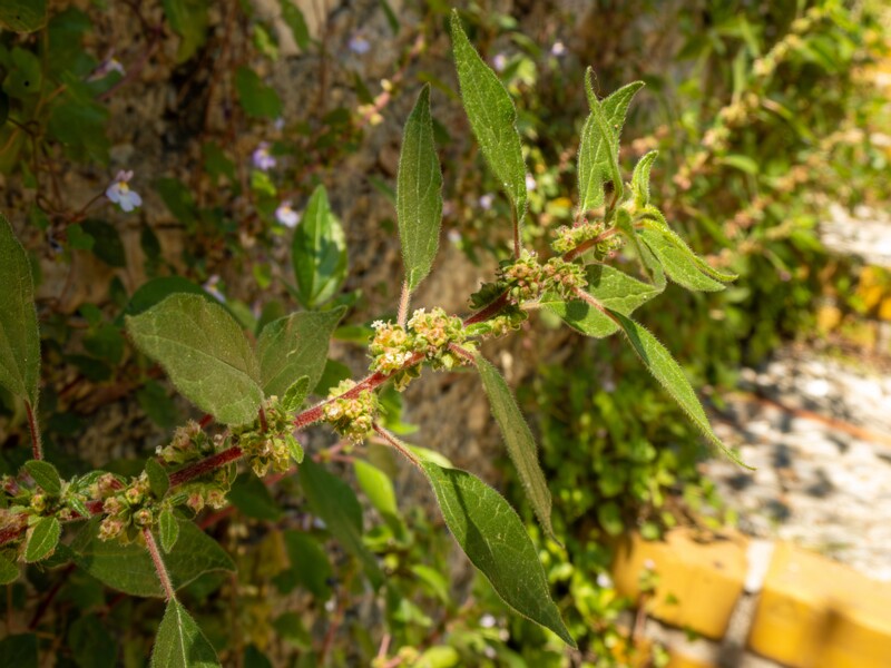 Parietaria judaica  2025-05-14 1-5