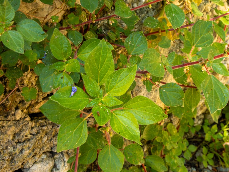 Parietaria judaica  2025-05-14 1-6