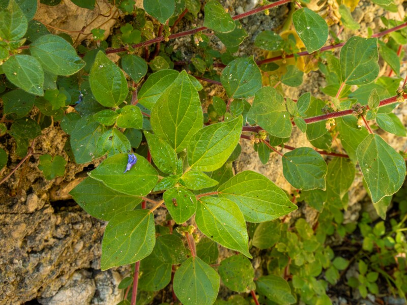 Parietaria judaica  2025-05-14 1-7