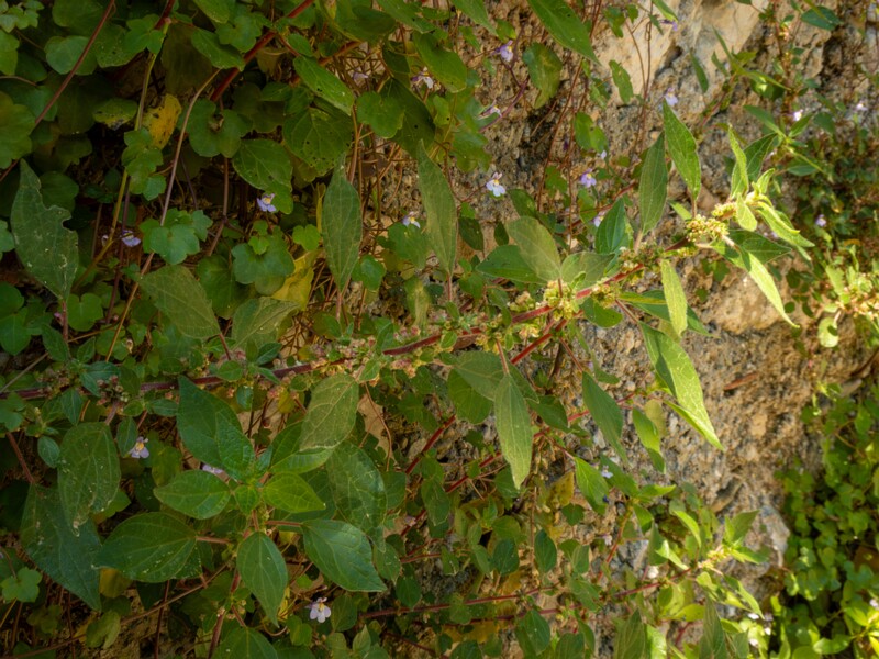 Parietaria judaica  2025-05-14 1-8