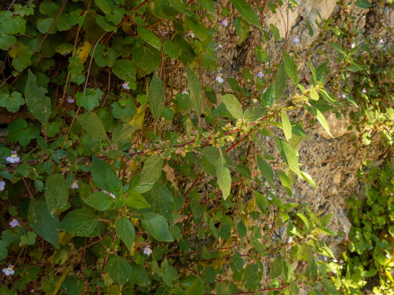 Parietaria judaica  2025-05-14 1-9