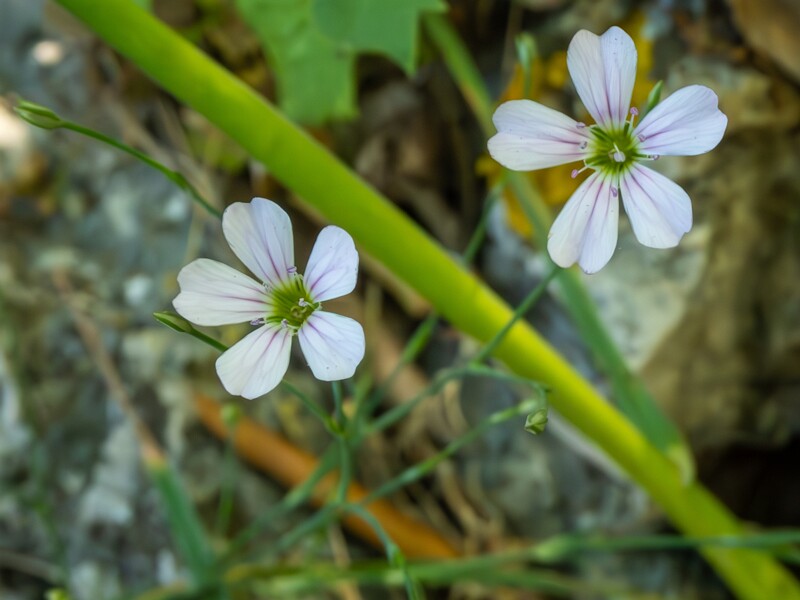 Petrorhagia saxifraga  2025-05-15 1-1