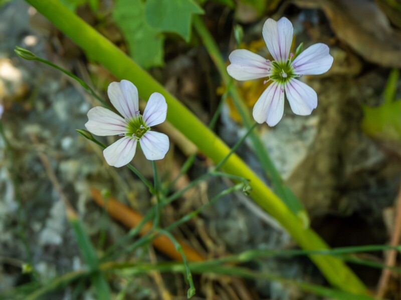 Petrorhagia saxifraga  2025-05-15 1-2