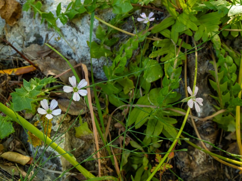 Petrorhagia saxifraga  2025-05-15 1-3