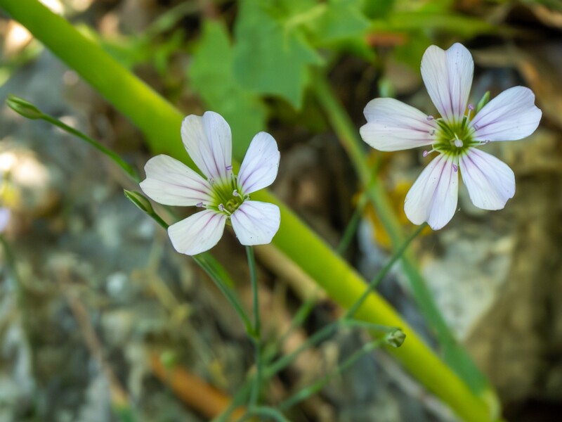 Petrorhagia saxifraga  2025-05-15 1-5