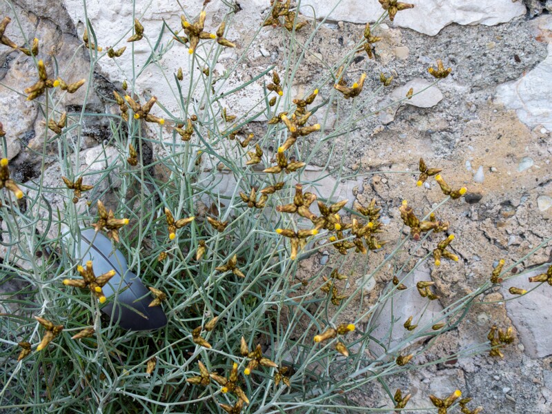 Phagnalon sordidum  2025-05-11 1-2