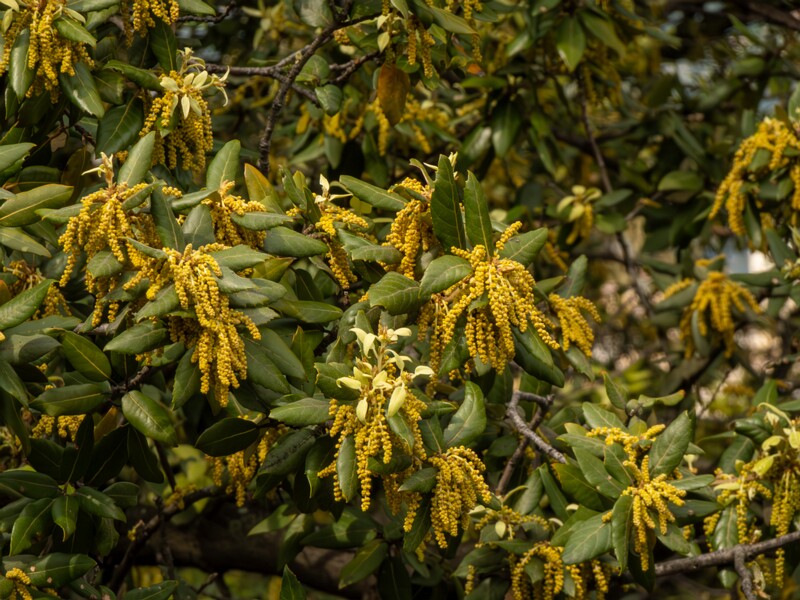 Quercus ilex  2025-05-11 1-5