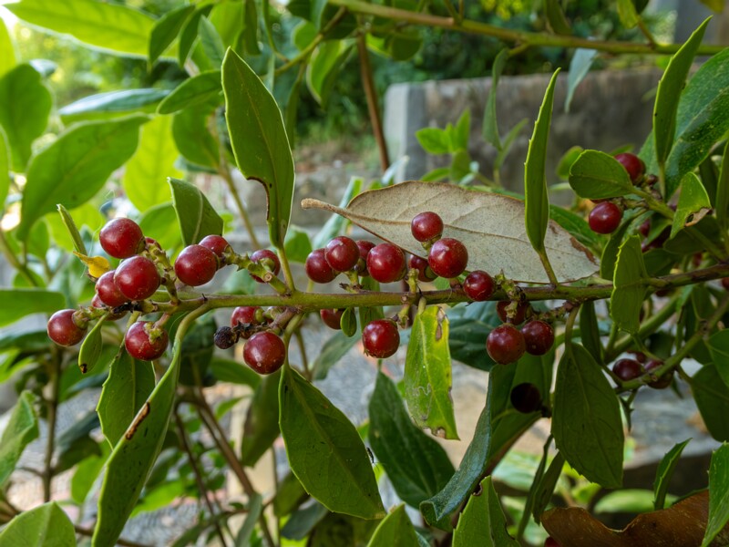 Rhamnus alaternus  2025-05-14 1-5