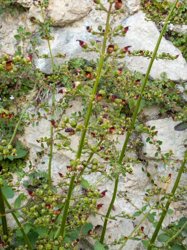 Scrophularia auriculata  2025-05-11 1-1