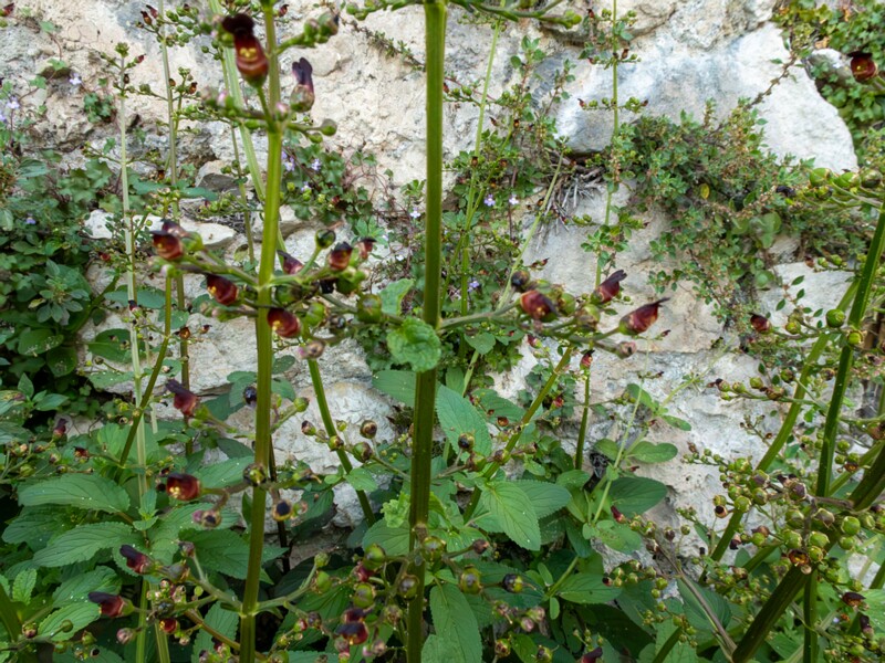 Scrophularia auriculata  2025-05-11 1-10