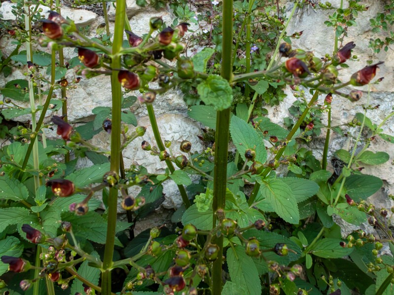 Scrophularia auriculata  2025-05-11 1-11