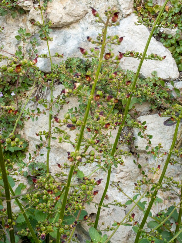 Scrophularia auriculata  2025-05-11 1-2