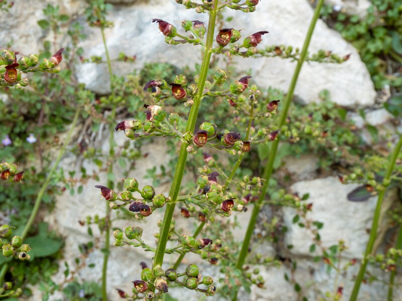 Scrophularia auriculata  2025-05-11 1-3