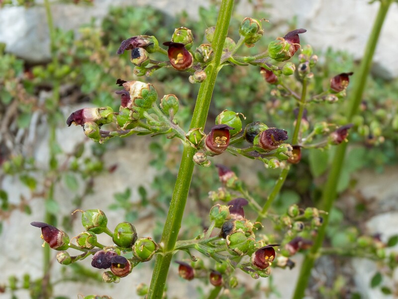 Scrophularia auriculata  2025-05-11 1-4