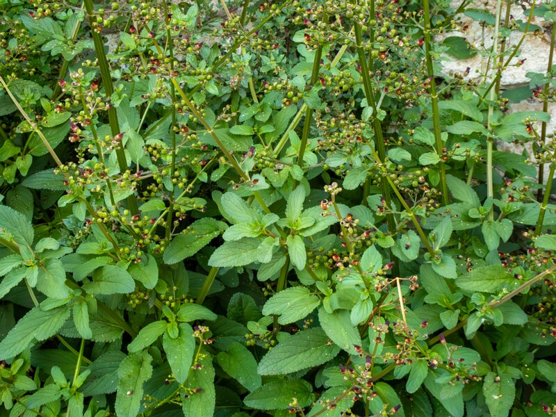 Scrophularia auriculata  2025-05-11 1-5