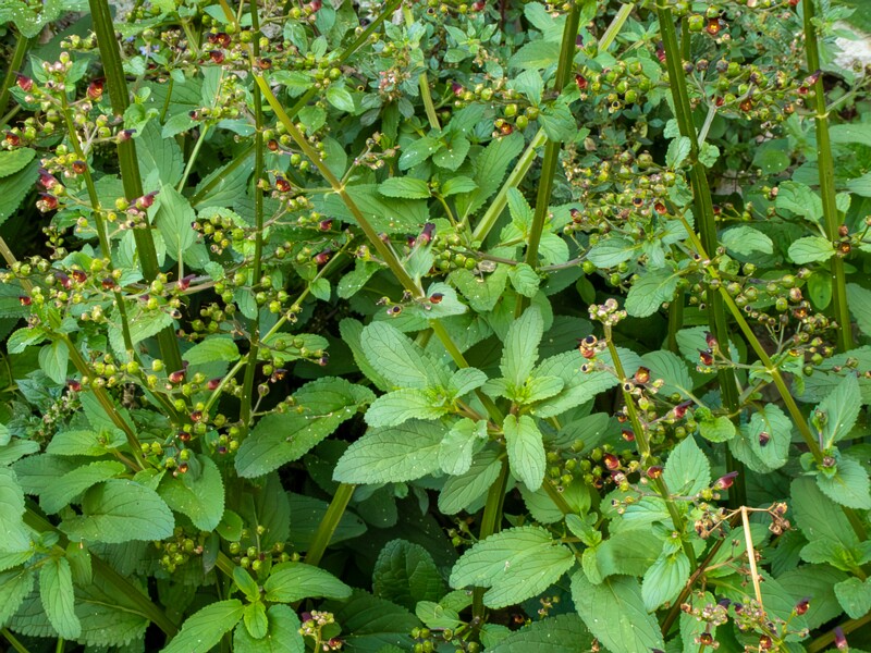 Scrophularia auriculata  2025-05-11 1-6