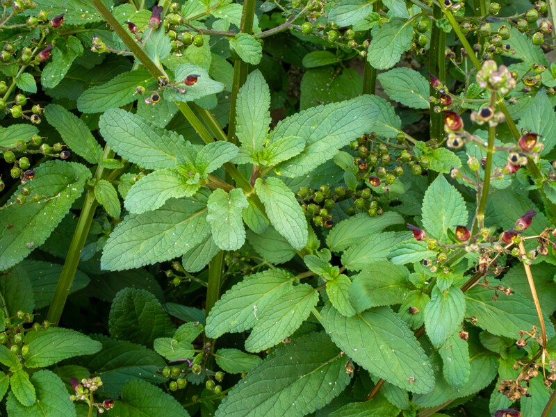 Scrophularia auriculata  2025-05-11 1-7