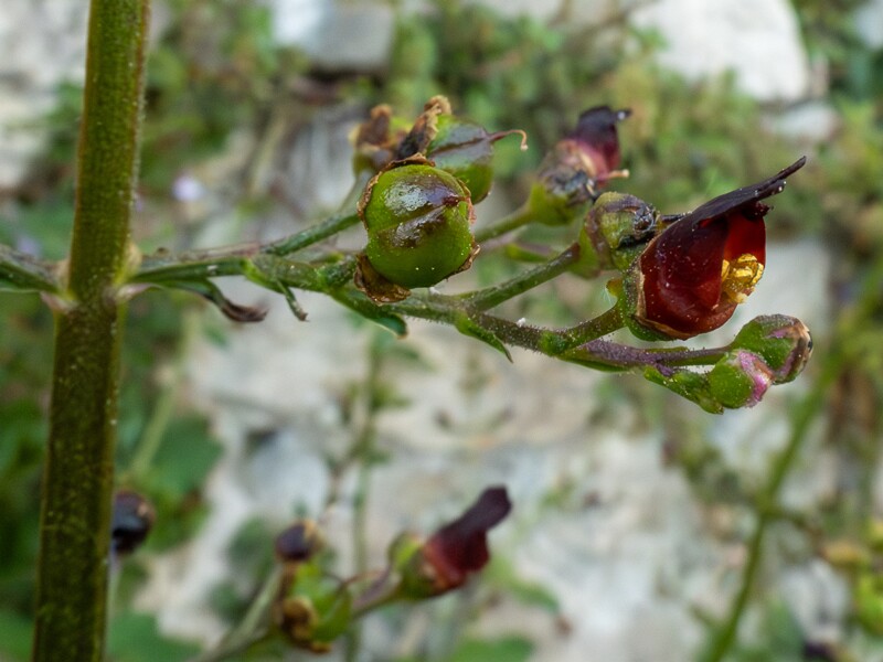Scrophularia auriculata  2025-05-11 1-8