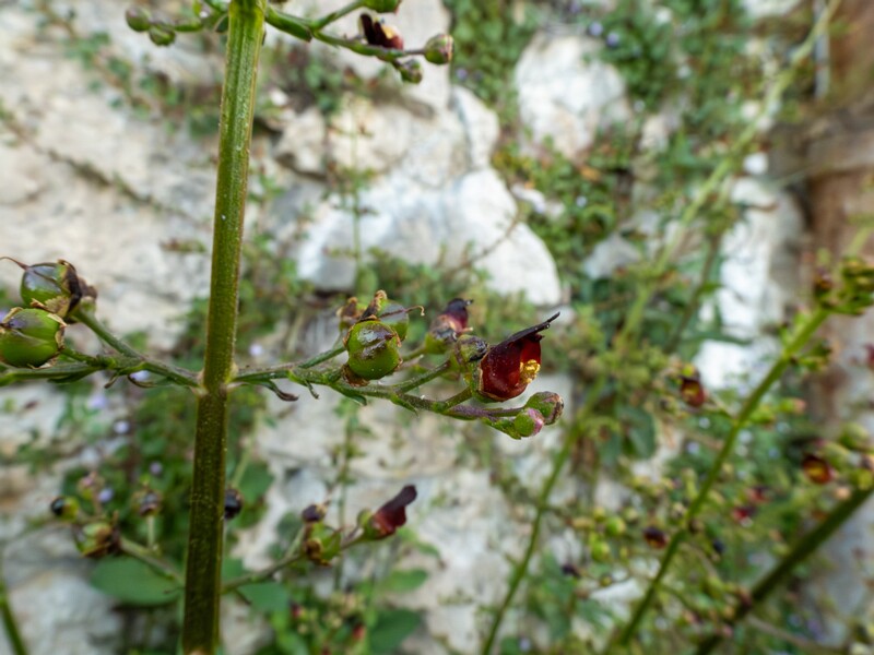 Scrophularia auriculata  2025-05-11 1-9