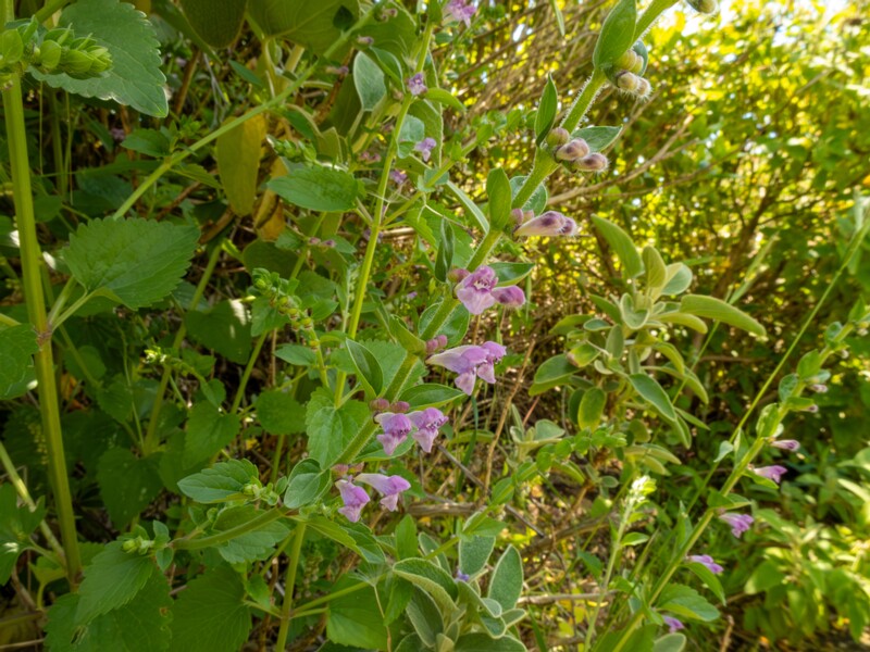 Scutellaria columnae  2025-05-13 1-1