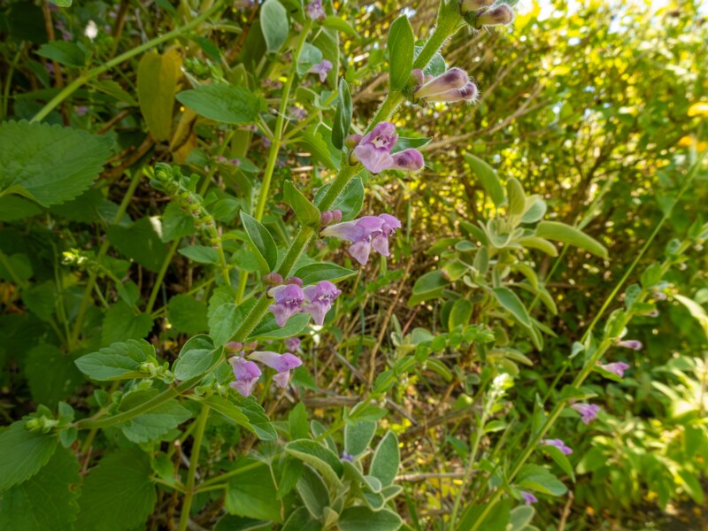 Scutellaria columnae  2025-05-13 1-2