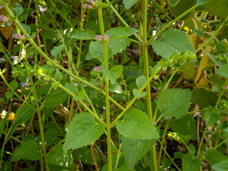 Scutellaria columnae  2025-05-13 1-3