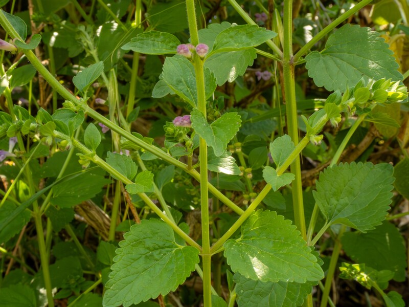 Scutellaria columnae  2025-05-13 1-4
