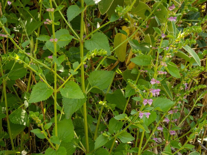 Scutellaria columnae  2025-05-13 1-5