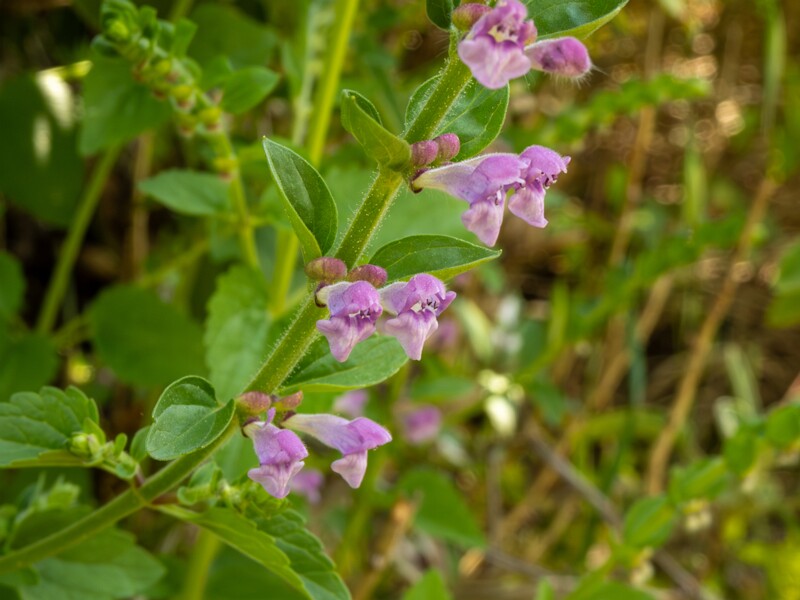 Scutellaria columnae  2025-05-13 1-6