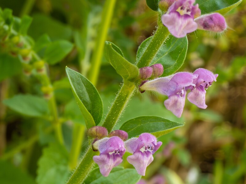 Scutellaria columnae  2025-05-13 1-7