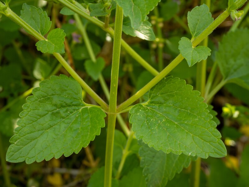 Scutellaria columnae  2025-05-13 1-8