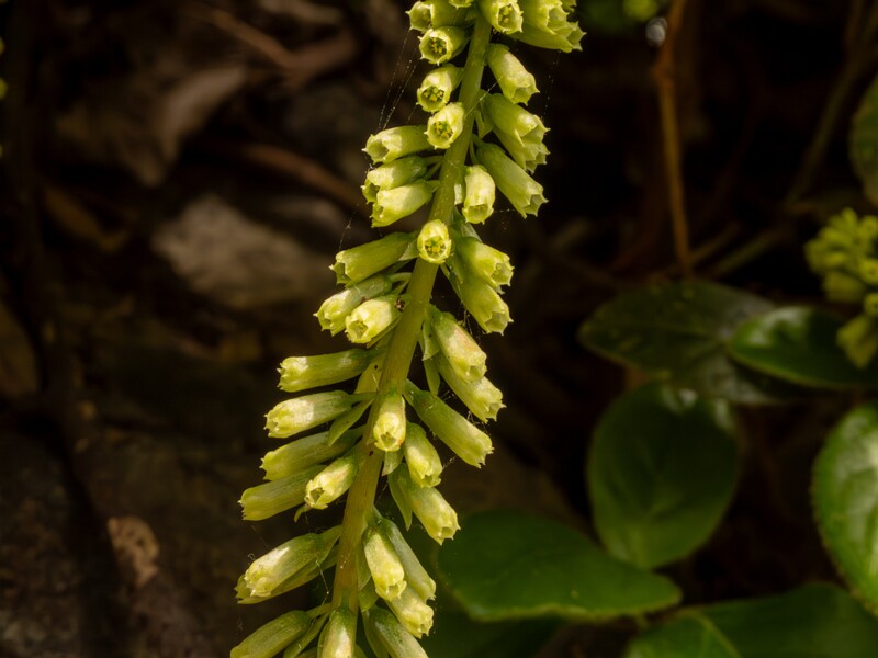 Umbilicus rupestris  2025-05-11 1-2