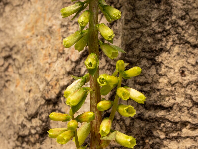 Umbilicus rupestris  2025-05-11 1-5