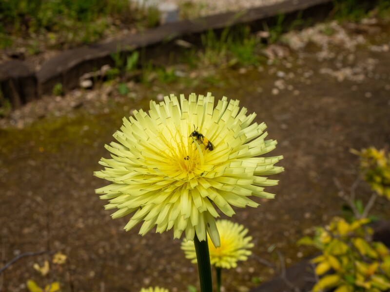 Urospermum dalechampii  2025-05-13 1-1