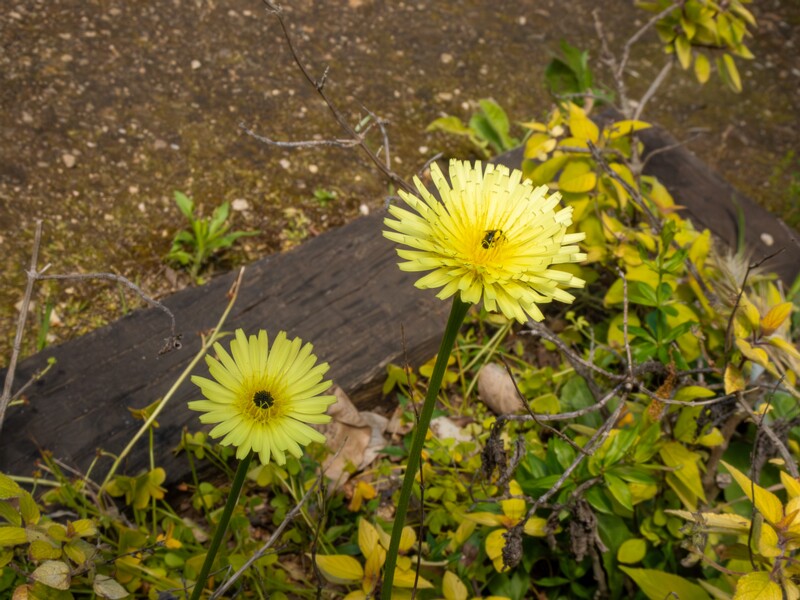 Urospermum dalechampii  2025-05-13 1-3