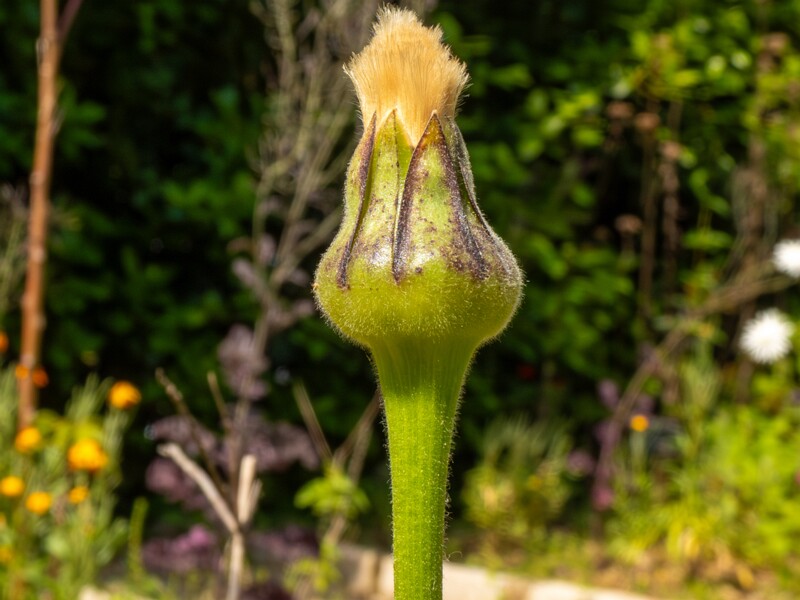 Urospermum dalechampii  2025-05-13 1-4