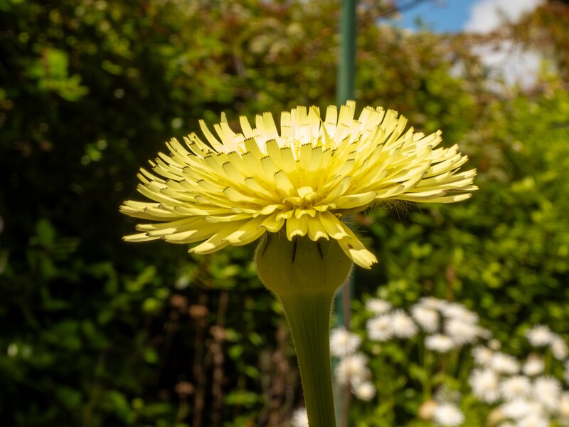 Urospermum dalechampii  2025-05-13 1-5