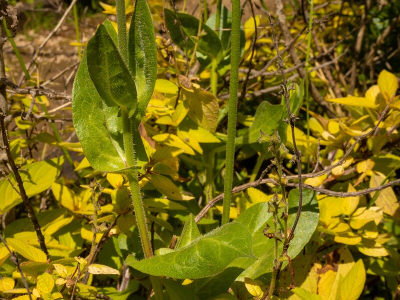 Urospermum dalechampii  2025-05-13 1-6