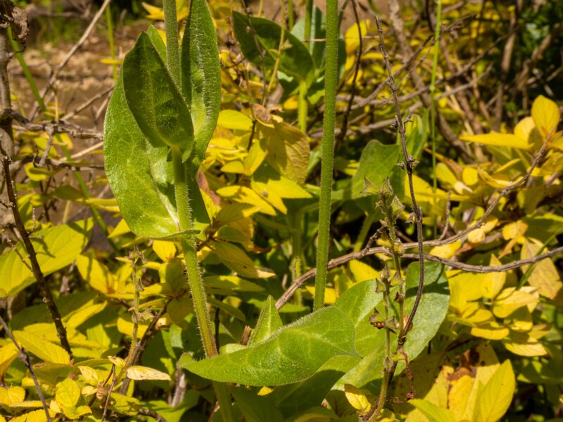 Urospermum dalechampii  2025-05-13 1-7