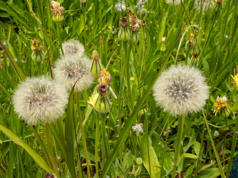 Urospermum dalechampii  2025-05-13 1-8