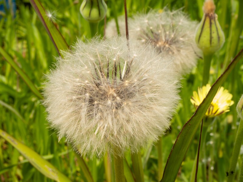 Urospermum dalechampii  2025-05-13 1-9